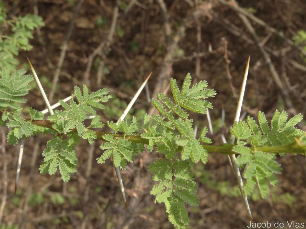 Vachellia planifrons (Wight & Arn.) Ragup., Seigler, Ebinger & Maslin